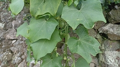 Sechium edule
