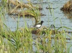 Chlidonias leucopterus