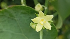 Sechium edule