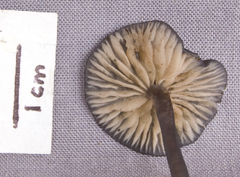 Cyanula