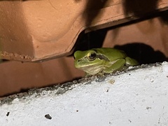 Hyla meridionalis