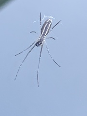 Tetragnatha laboriosa