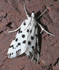 Eustixia pupula