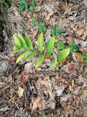 Polygonatum