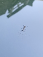 Tetragnatha laboriosa