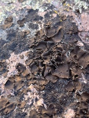 Umbilicaria