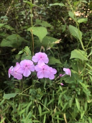 Phlox paniculata