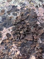 Umbilicaria