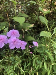 Phlox paniculata