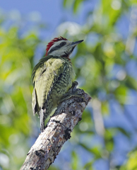 Xiphidiopicus percussus