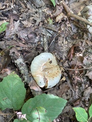 Lactifluus deceptivus