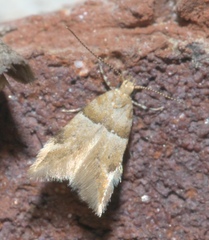 Theisoa constrictella