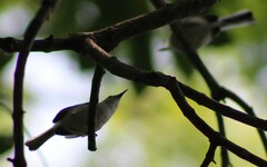 Polioptila albiloris