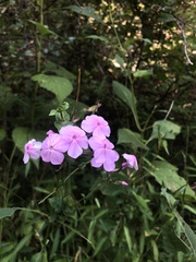 Phlox paniculata