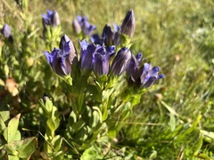 Gentiana plurisetosa
