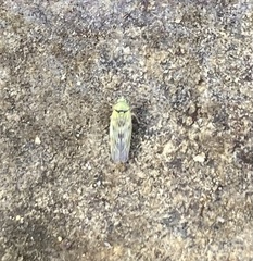 Macrosteles