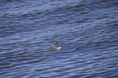 Trichechus manatus latirostris