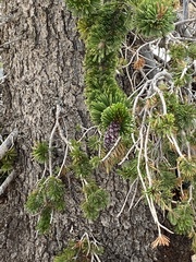 Pinus longaeva