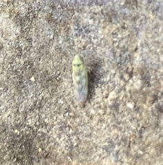 Macrosteles
