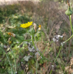 Sonchus oleraceus