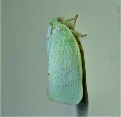 Flatormenis proxima