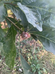 Andricus quercusstrobilanus