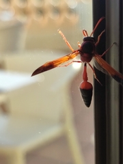 Delta dimidiatipenne