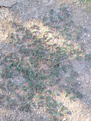 Euphorbia abramsiana