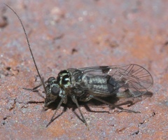 Hyalopsocus