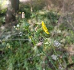 Sonchus oleraceus