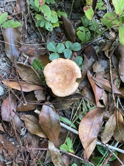 Lactarius chrysorrheus