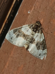 Cosmorhoe ocellata