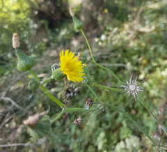 Sonchus oleraceus