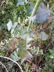 Sonchus oleraceus