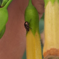 Eumolpinae