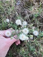 Erigeron