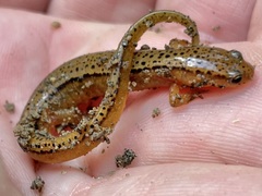 Eurycea wilderae