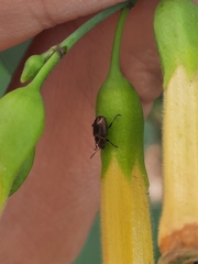Eumolpinae