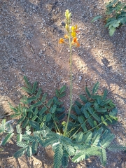 Hoffmannseggia glauca