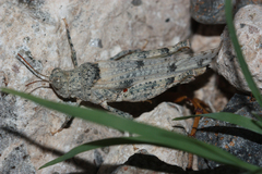 Cibolacris parviceps