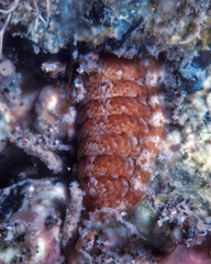 Stenoplax petaloides