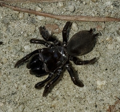 Sphodros niger