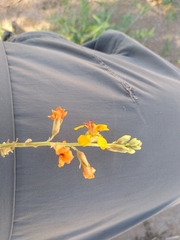 Hoffmannseggia glauca