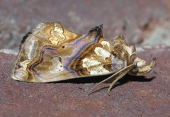 Plusiodonta compressipalpis