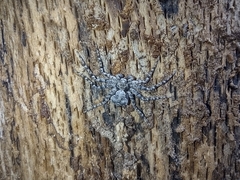 Philodromus margaritatus