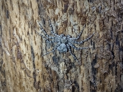 Philodromus margaritatus