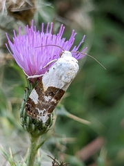 Acontia lucida