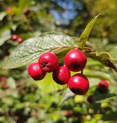 Cotoneaster rehderi
