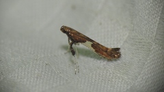 Caloptilia