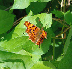 Polygonia c-album